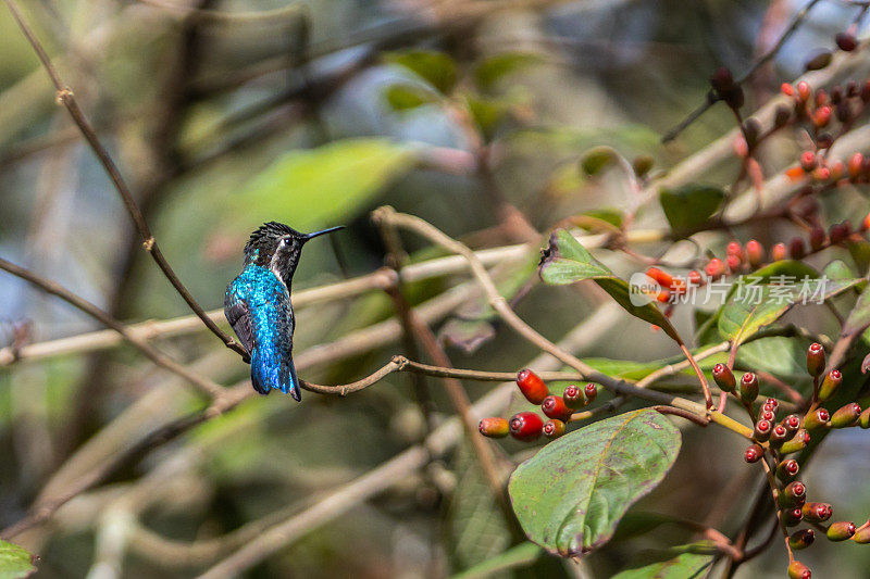 蜜蜂蜂鸟，Zunzuncito o Pajaro mosca， (Calypte helenae)， Colibri d'Éléna。